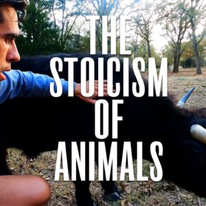 How Animals Bring You Stillness & Peace (A Secret to Stoicism)